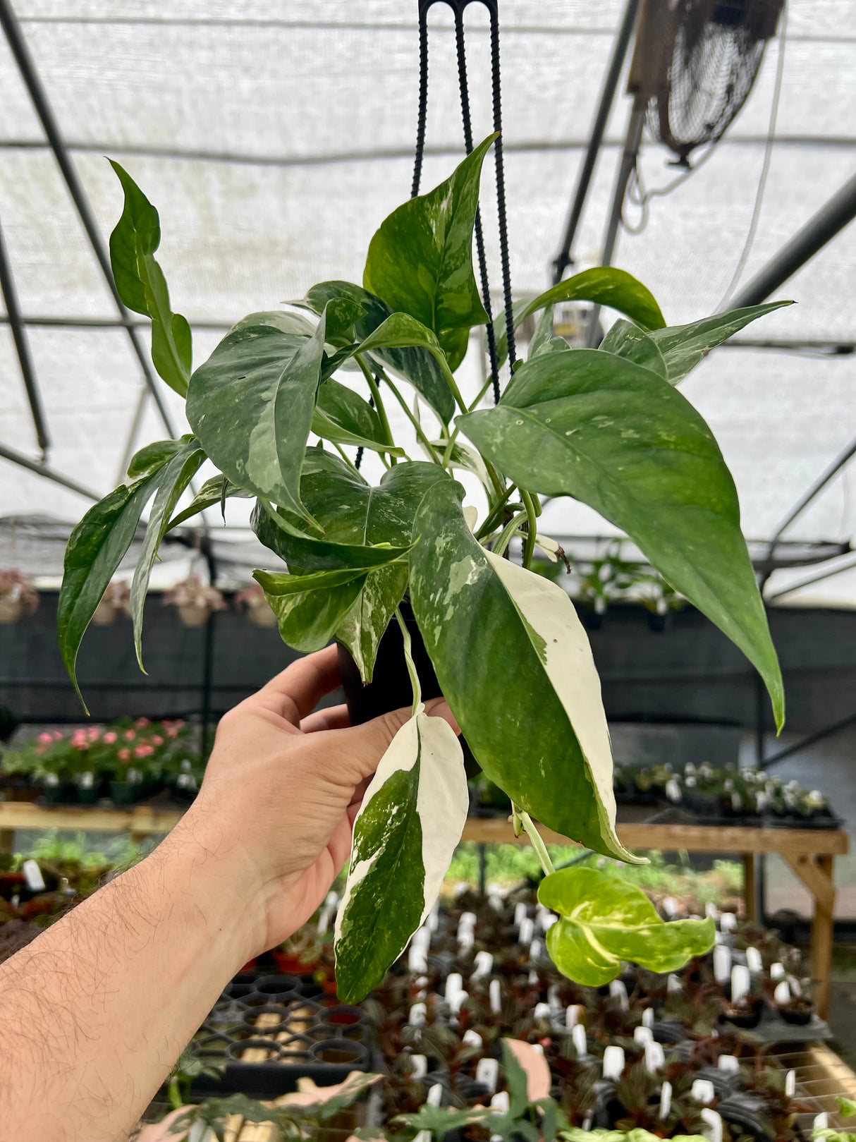 4" Epipremnum pinnatum albo (variegated) hanging basket