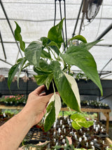 4" Epipremnum pinnatum albo (variegated) hanging basket
