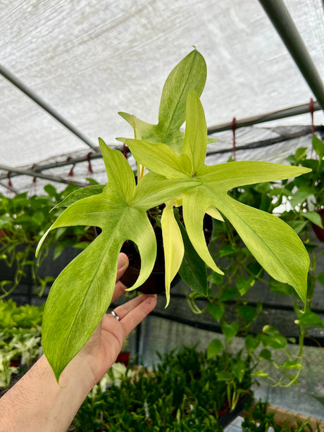 6” Philodendron 'Florida Ghost' - Canopy Plant Co.