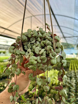4” Ceropegia woodii ‘String of Hearts' hanging basket