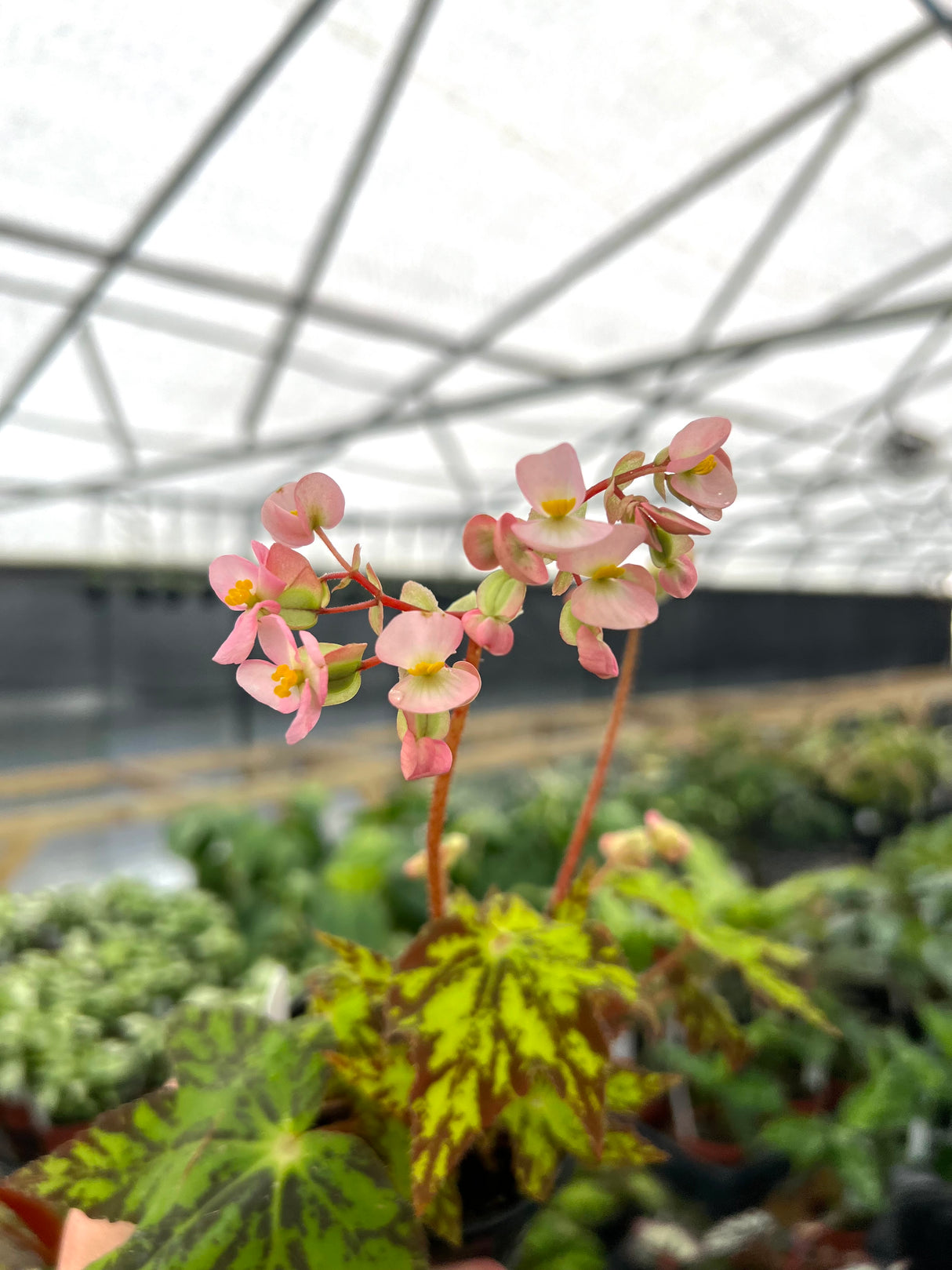 4" Begonia Geometry