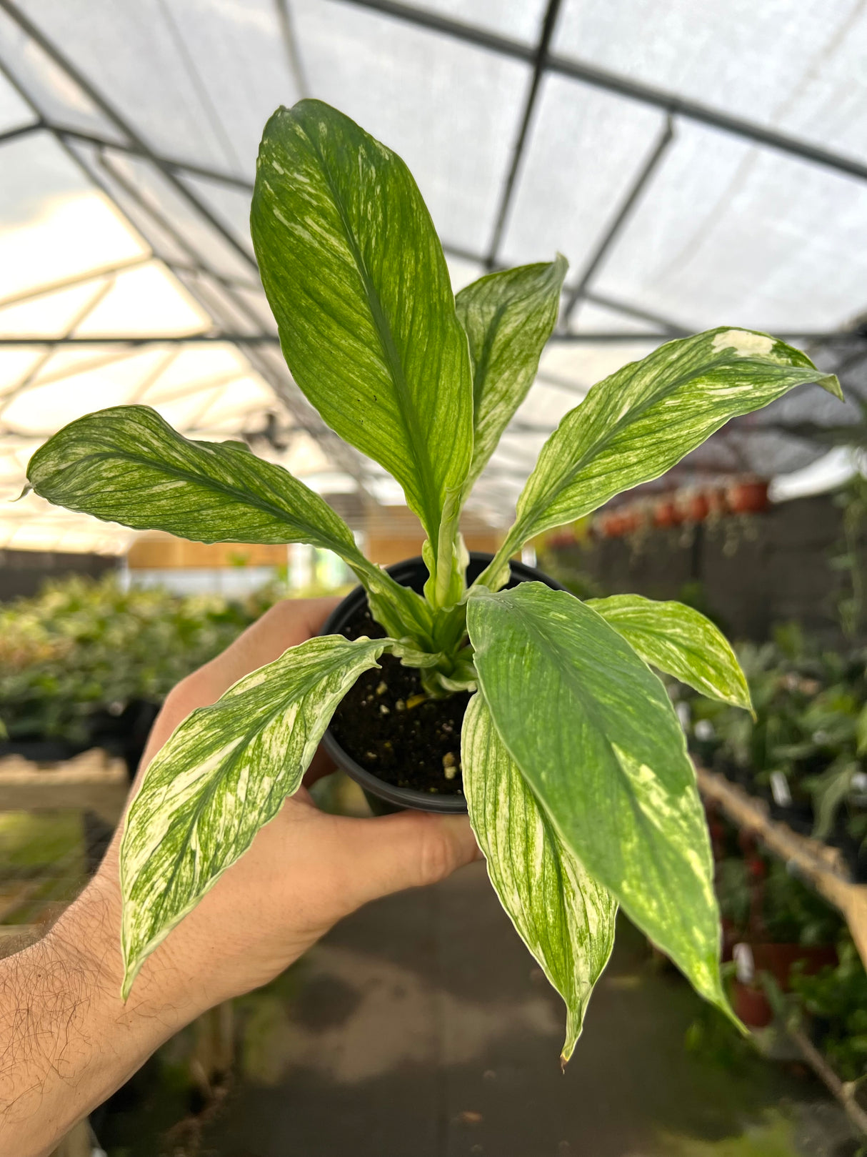 4” Spathiphyllum 'Sensation' (mint)