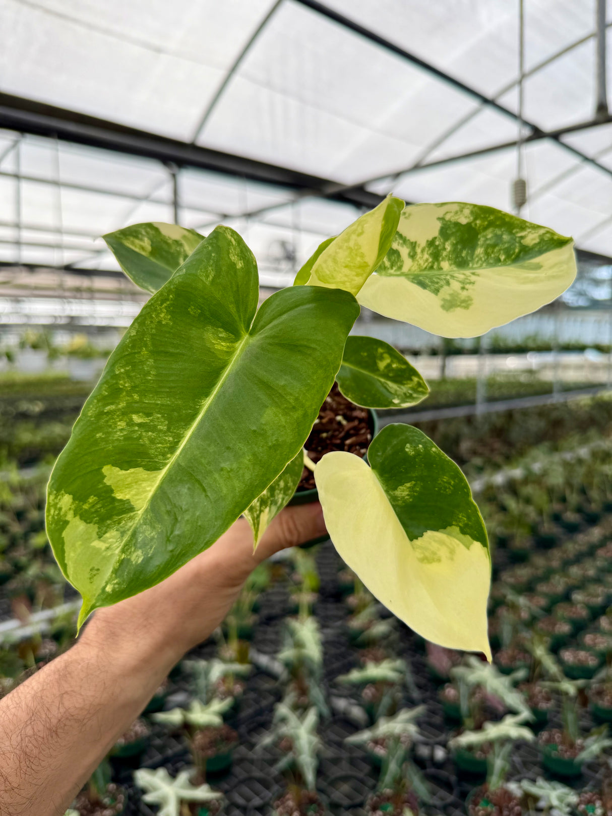 4” Philodendron ‘Burle Marx’ variegated