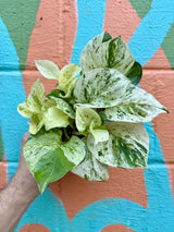 4" Pothos ‘Manjula’ - Canopy Plant Co.