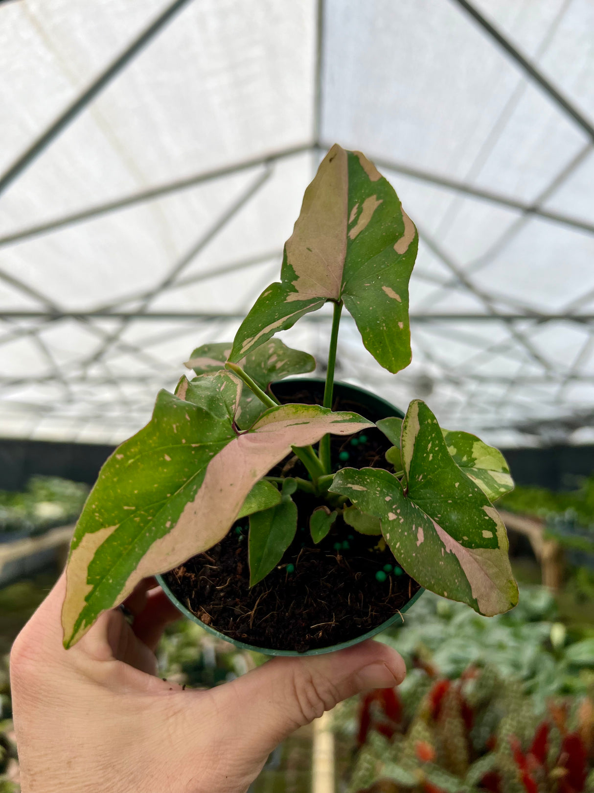 4" Syngonium Pink Splash