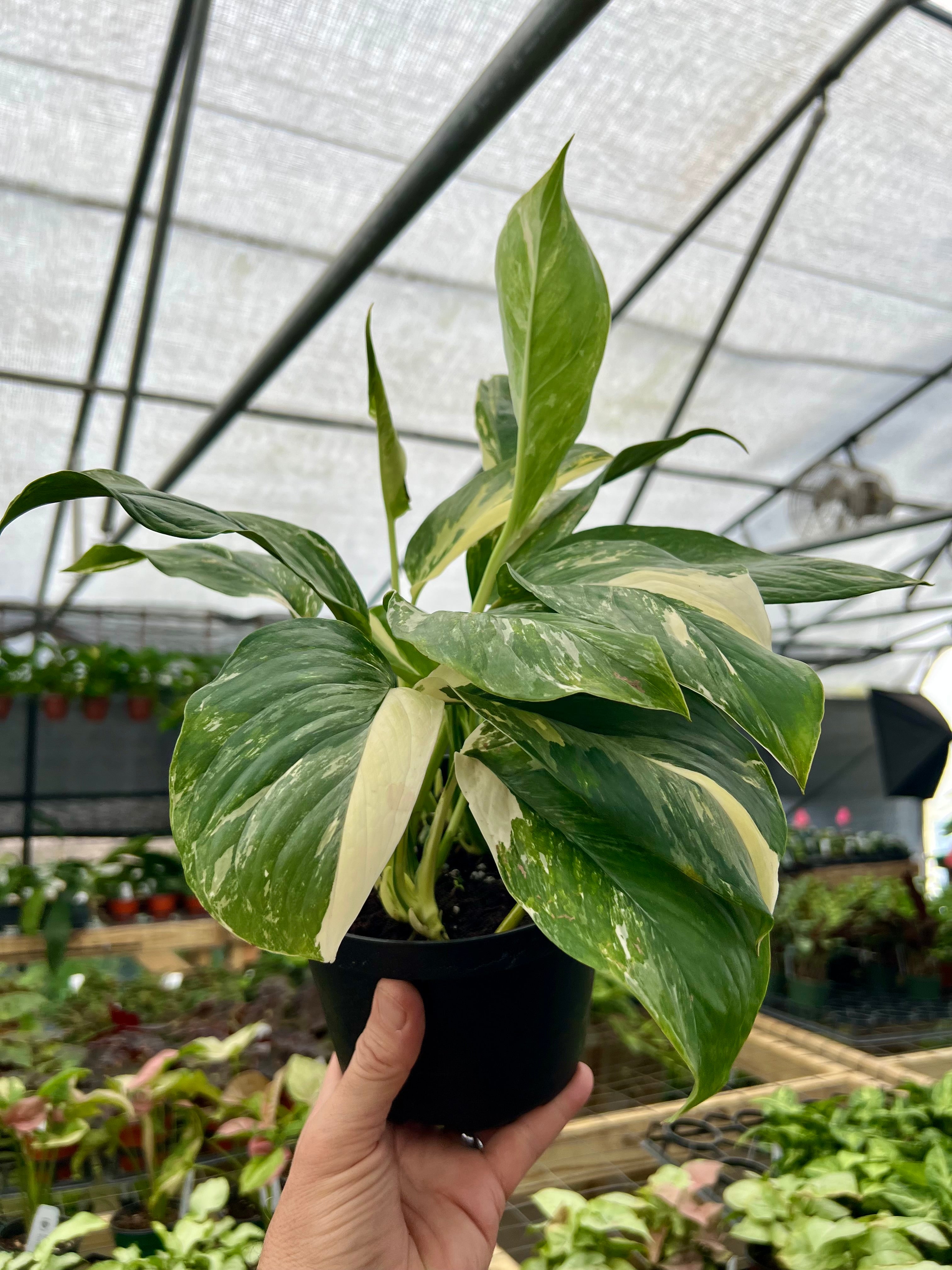 6” Monstera lechleriana variegated – Canopy Plant Co. 6” Monstera lechleriana variegated – Canopy Plant Co.