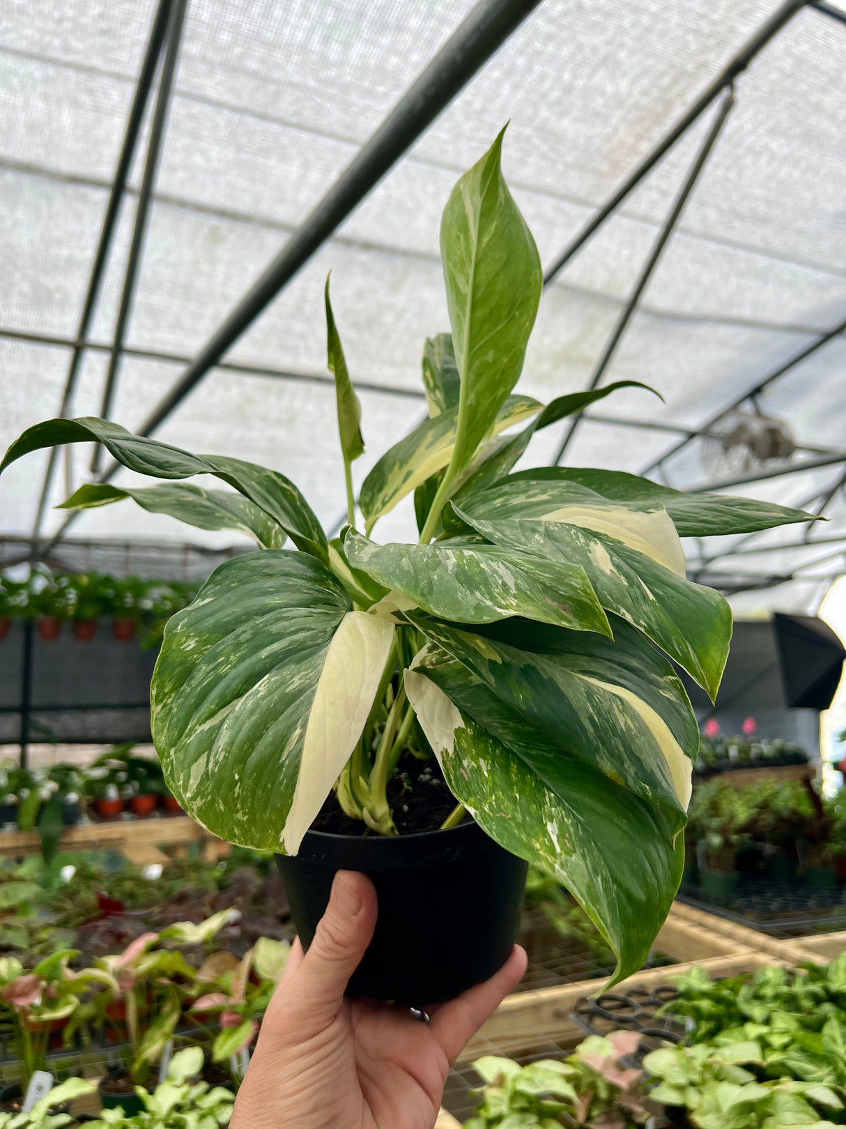6” Monstera lechleriana variegated - Canopy Plant Co.