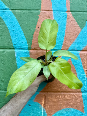4" Philodendron ‘Snowdrift’ - Canopy Plant Co.