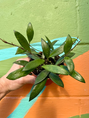 4" Hoya davidcummingii - Canopy Plant Co.