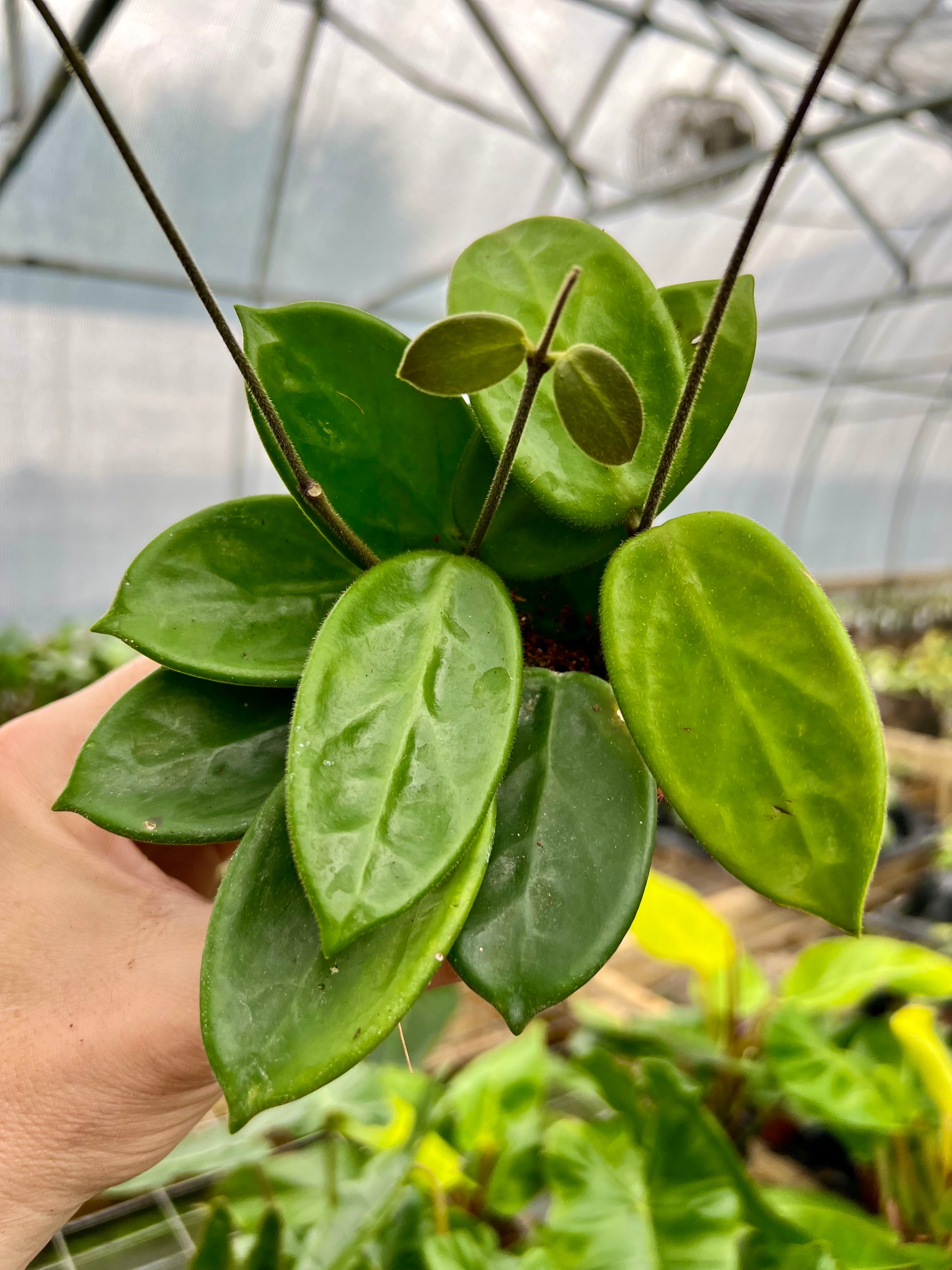 レア　ホヤ　ヴァンヴィエン hoya vangviengiensis レア ホヤ ヴァンヴィエン hoya vangviengiensis Hoya