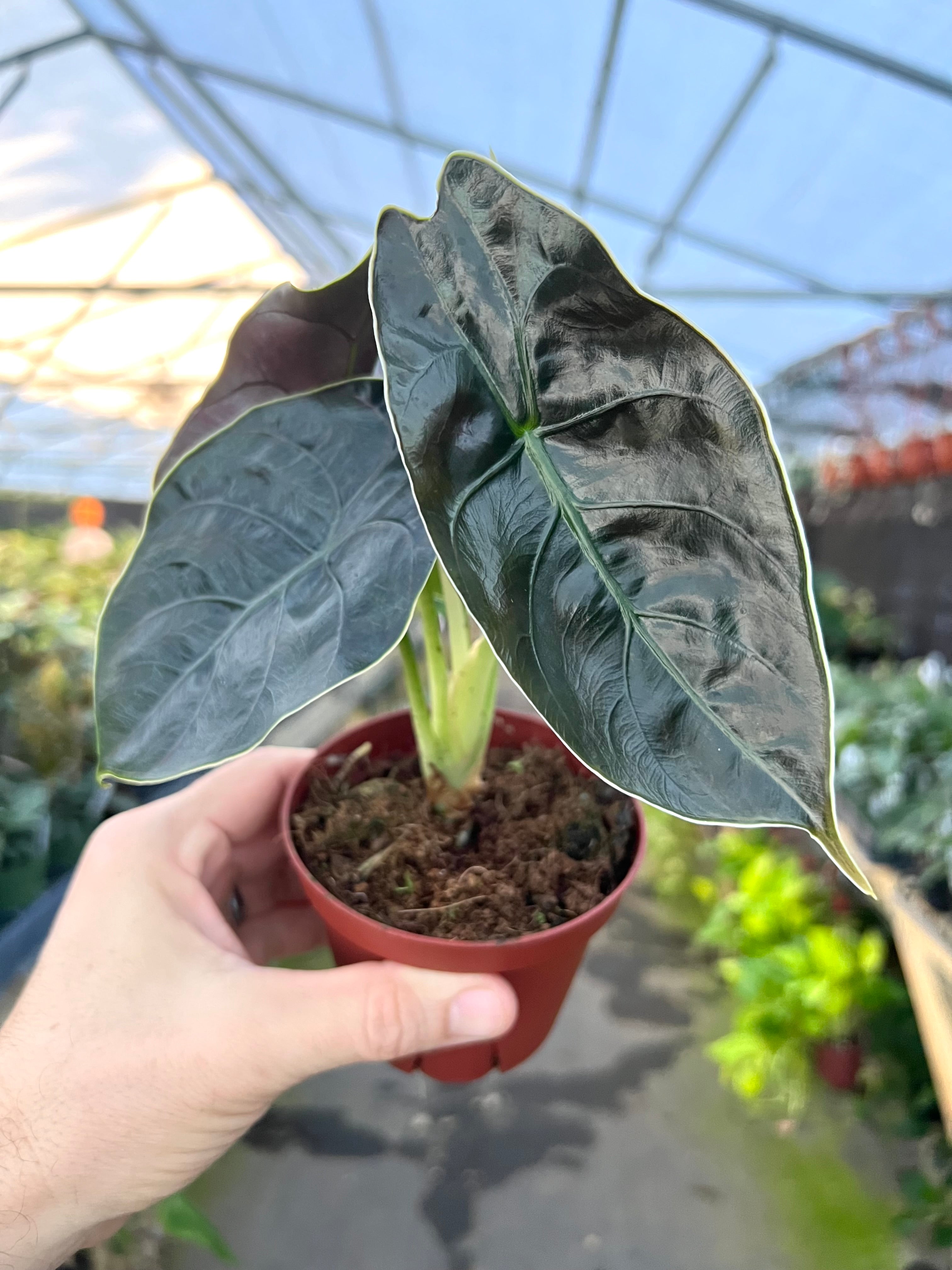 Azlanii popular Alocasia