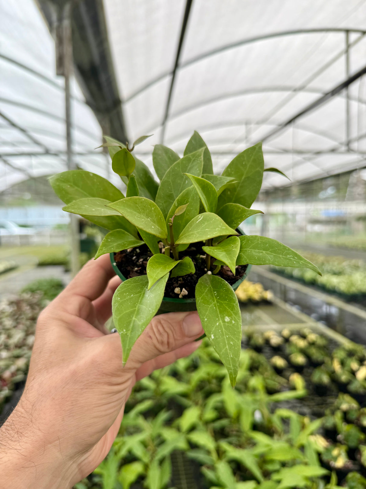 4” Hoya ‘Sunrise’