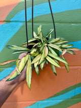 4" Hoya wayetii variegated hanging basket