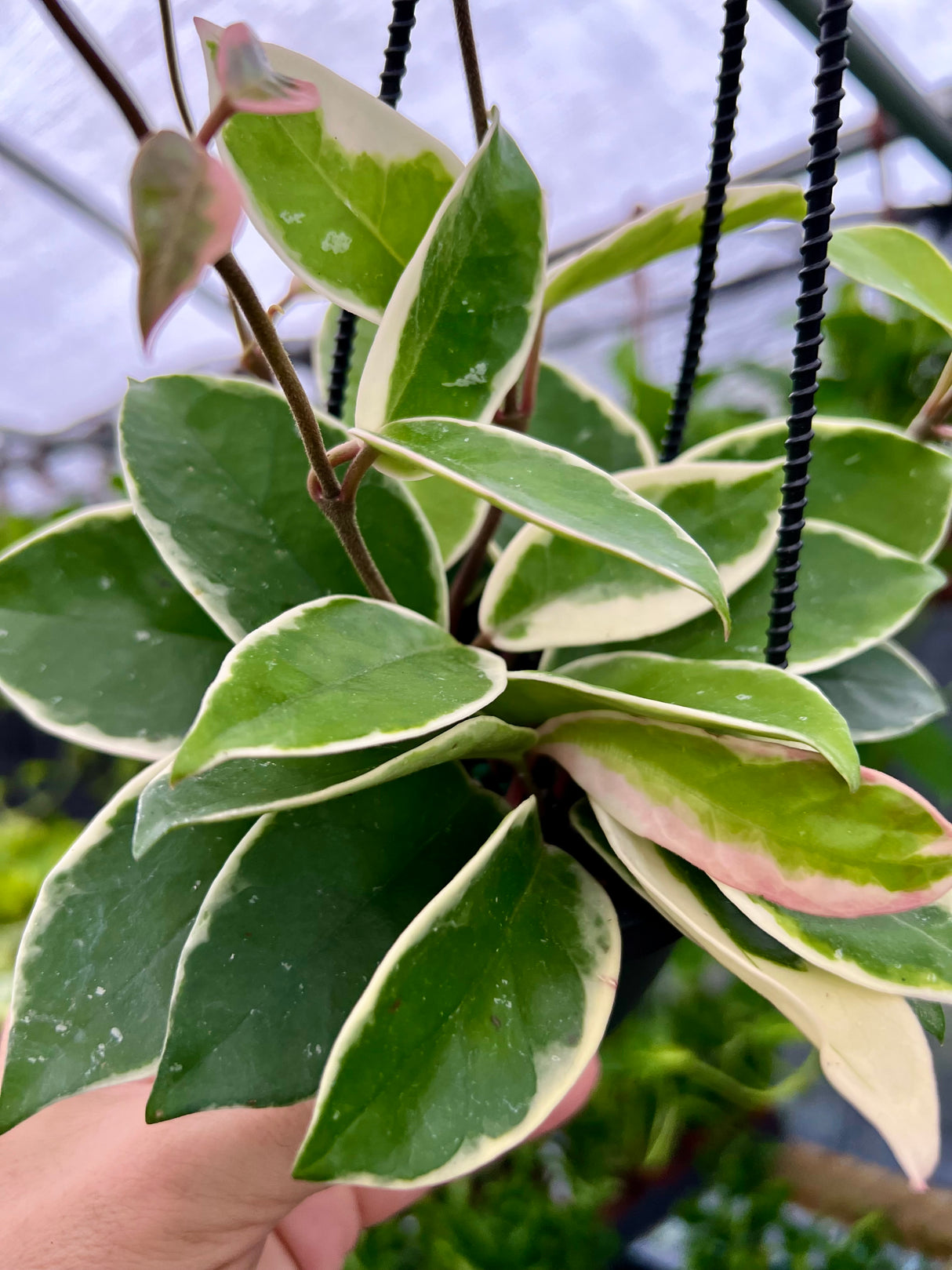 4" Hoya ‘Krimson Queen’ hanging basket - Canopy Plant Co.