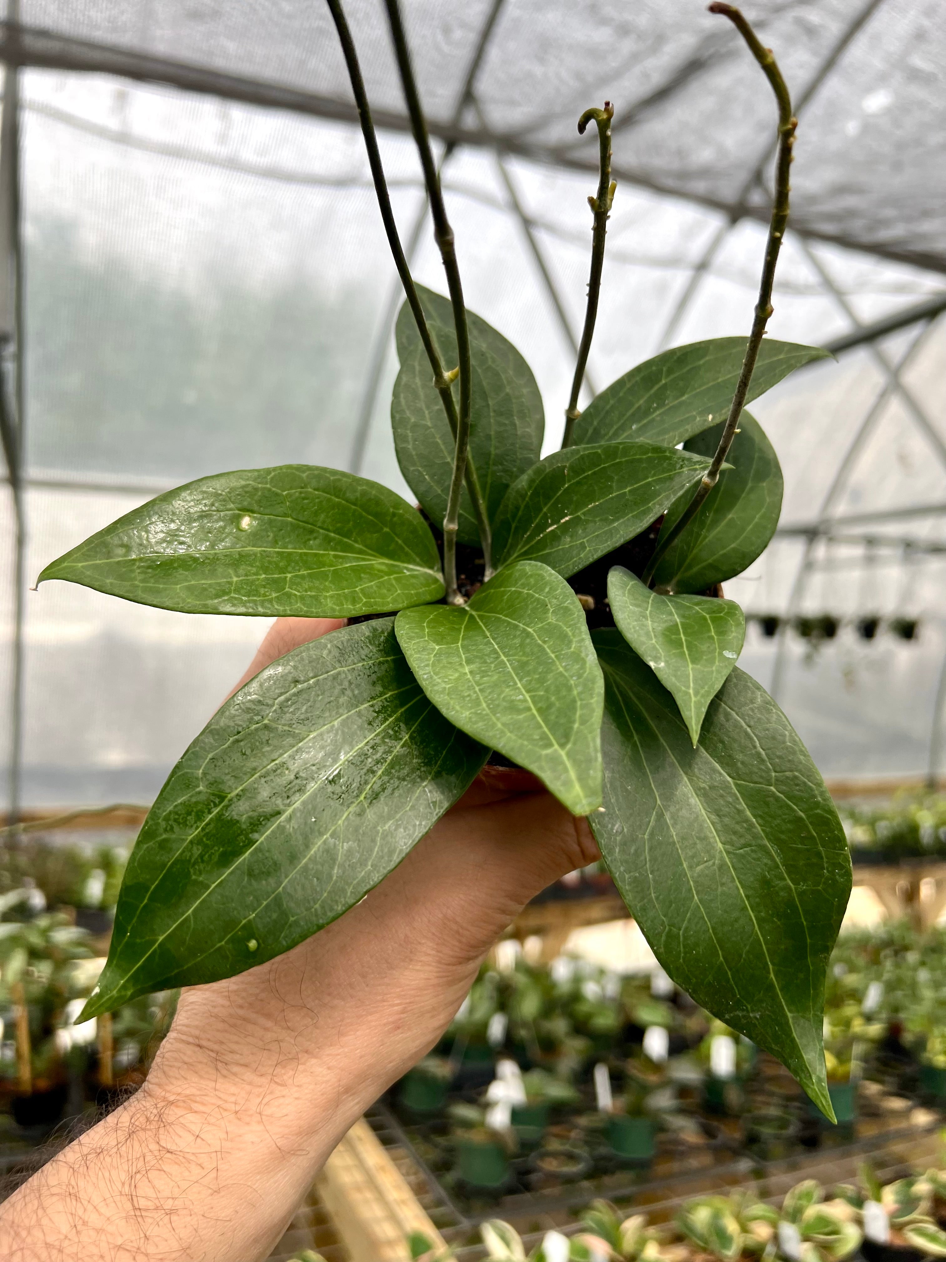 Hoya – Page 2 – Canopy Plant Co.