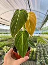 4" Philodendron melanochrysum