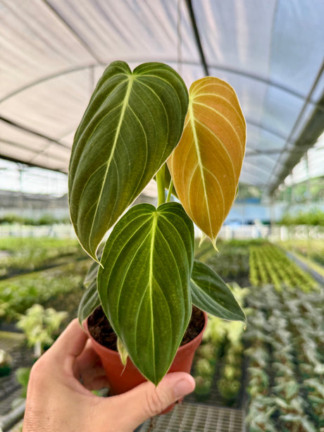 4" Philodendron melanochrysum