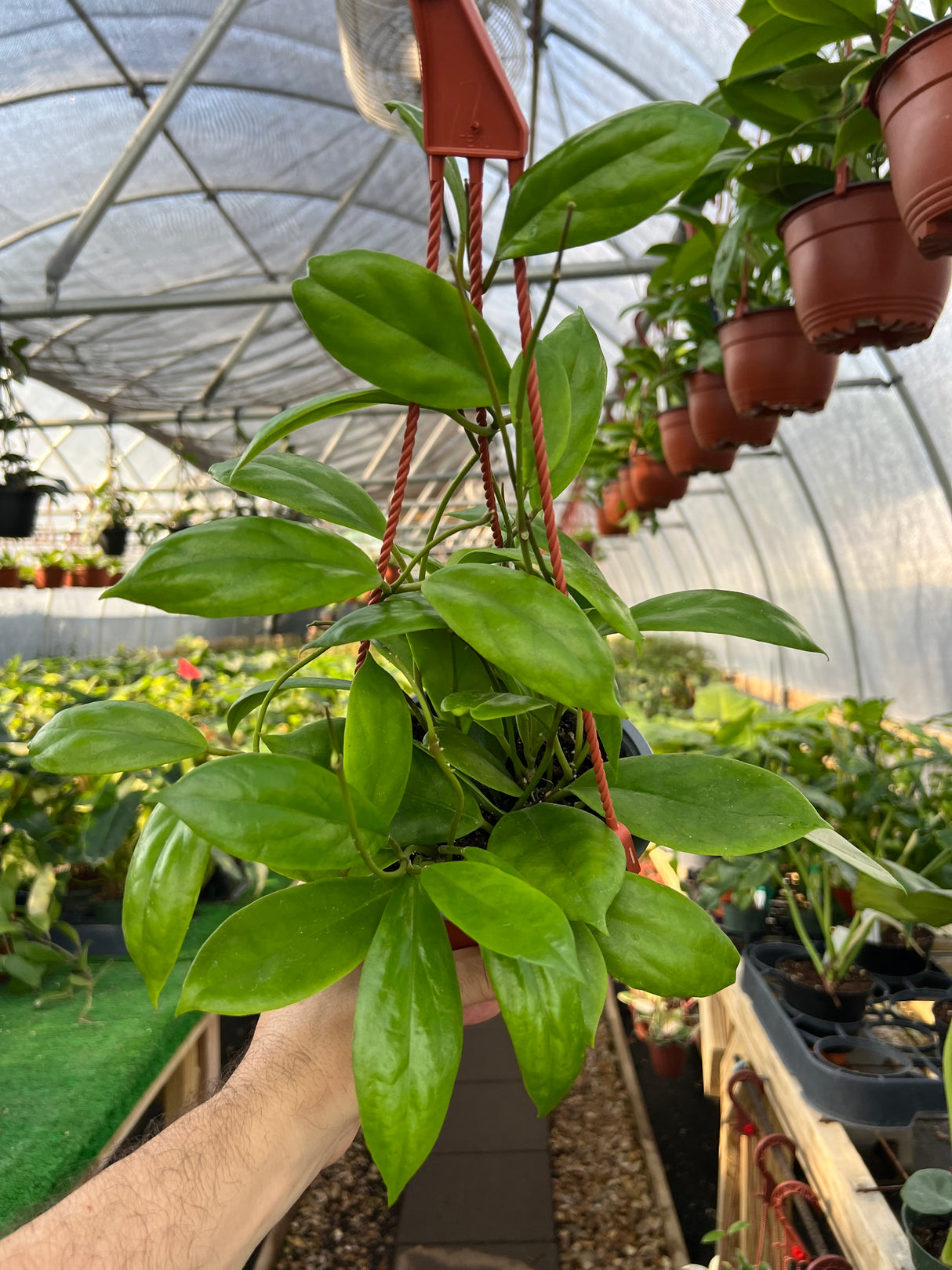 6" Hoya incrassata hanging basket