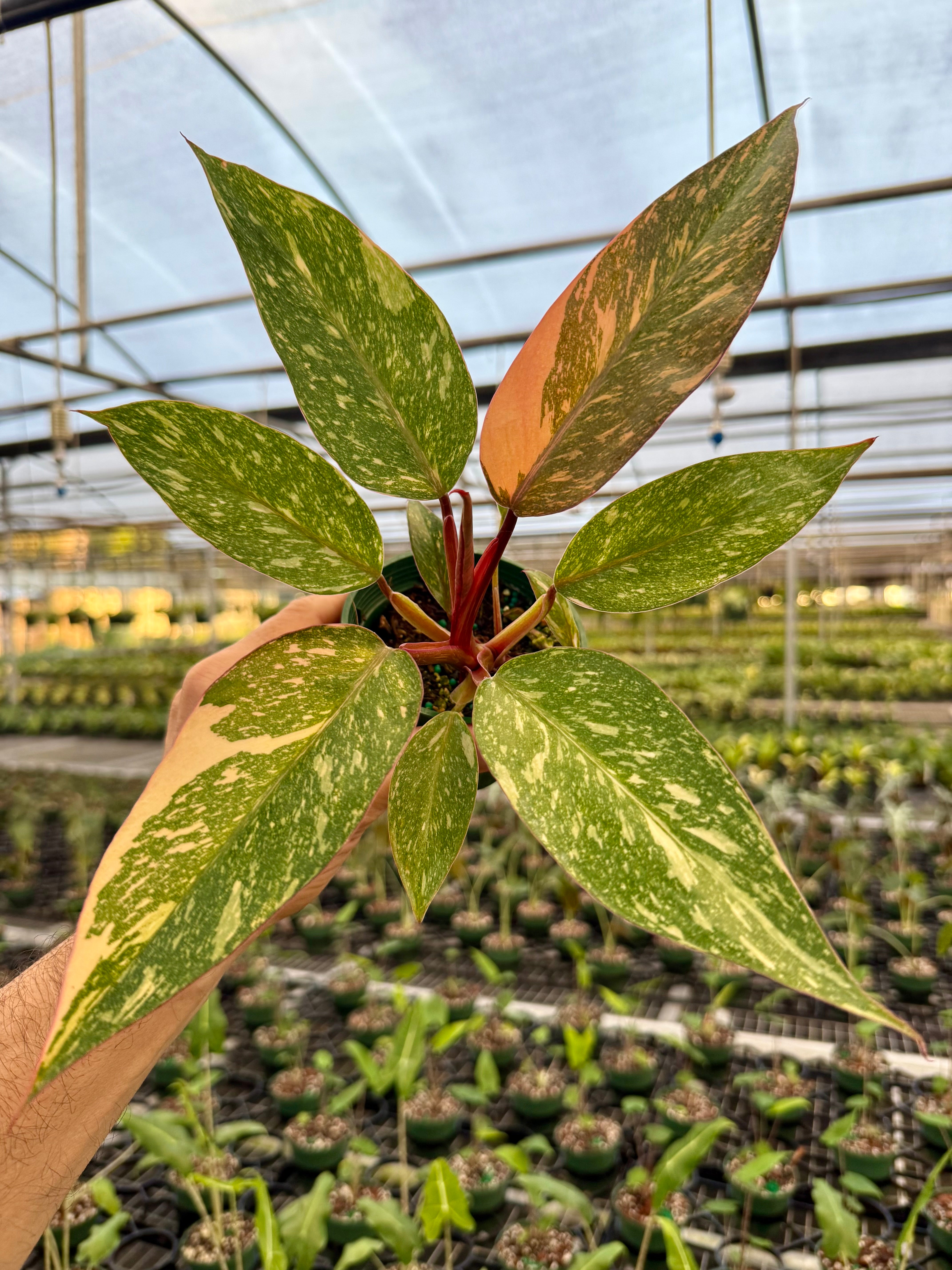✴︎希少✴︎ Philodendron 'Orange Princess' 4” Philodendron 'Orange Princess cv. Sun Spot' | Canopy Plant Co.