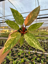 4” Philodendron 'Orange Princess cv. Sun Spot'