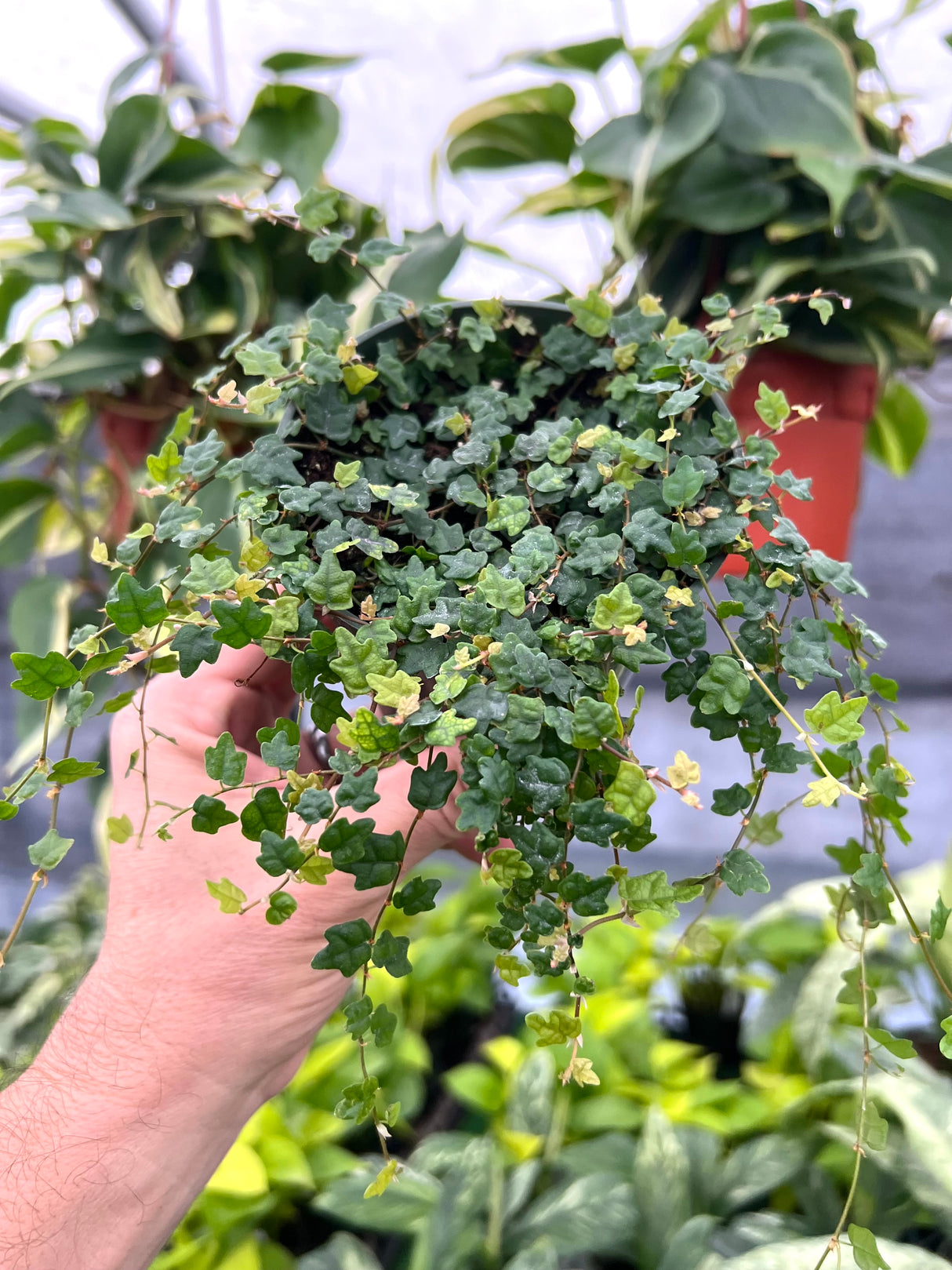 4" Ficus String of Frogs