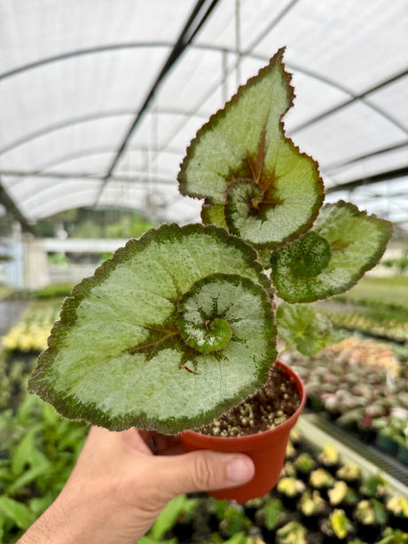 4" Begonia 'Escargot'