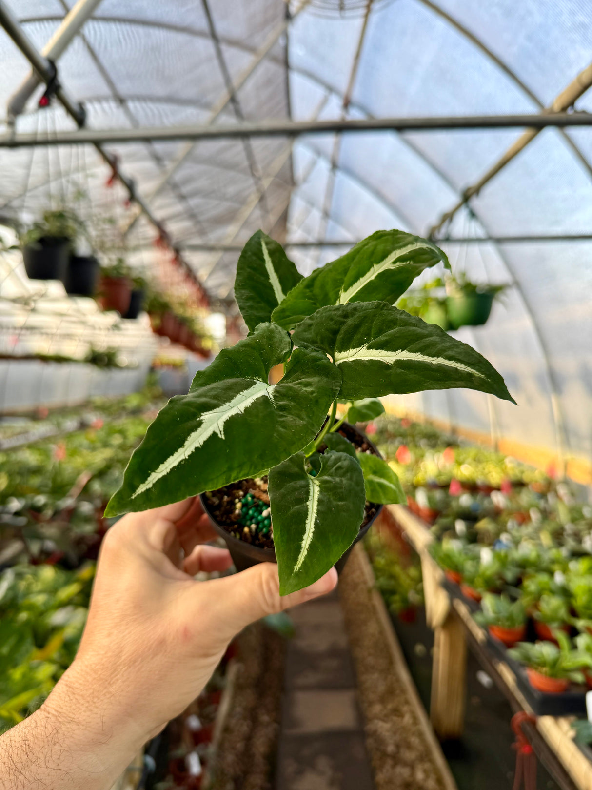 4” Syngonium wendlandii - Canopy Plant Co.