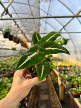 4” Syngonium wendlandii - Canopy Plant Co.
