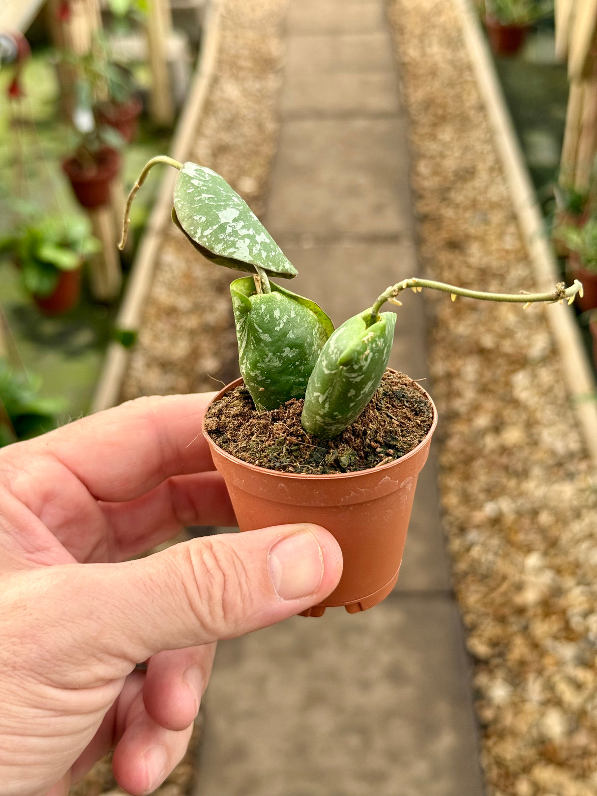 2" Hoya imbricata