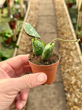 2" Hoya imbricata - Canopy Plant Co.