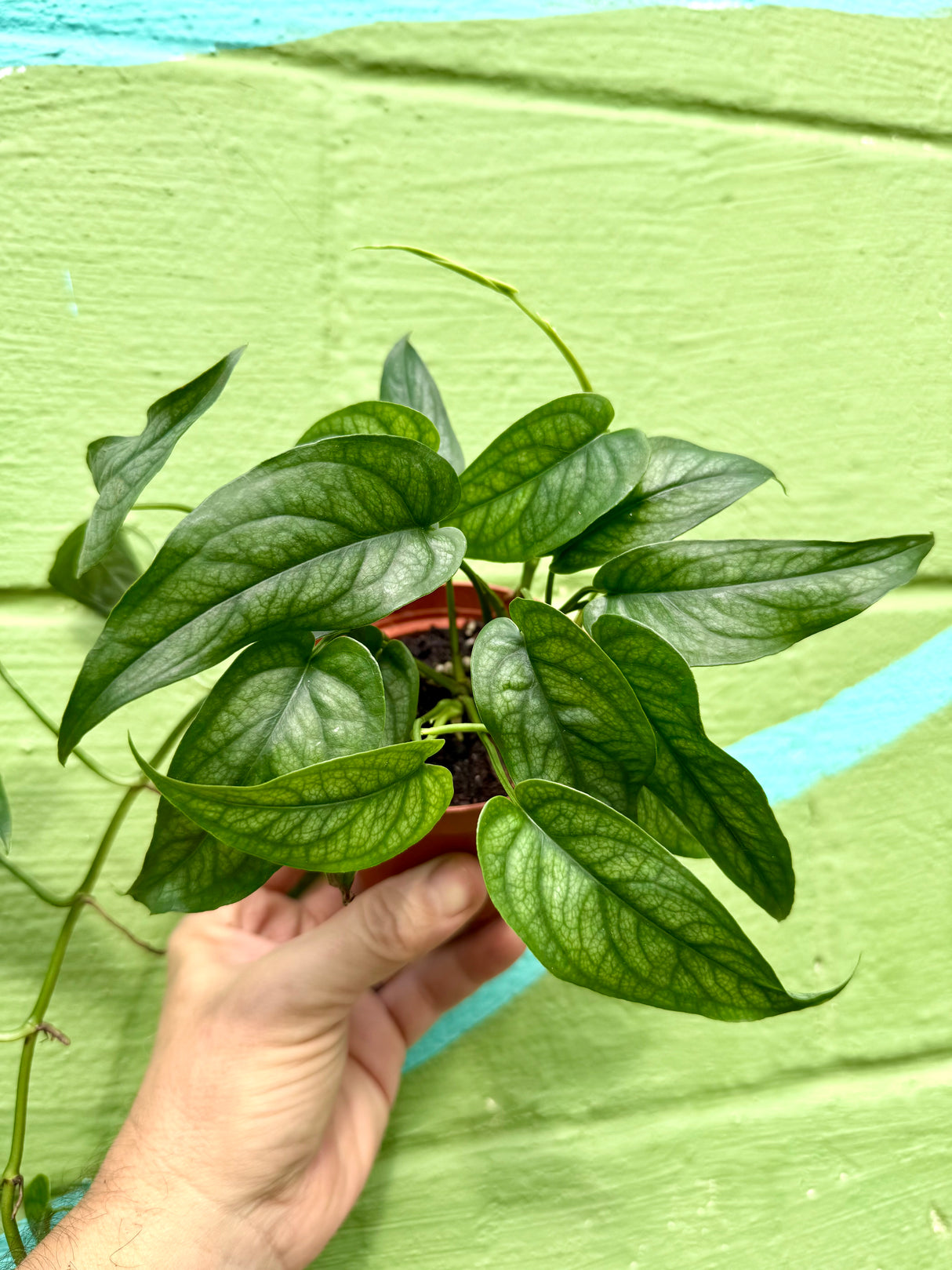 4" Monstera siltepecana