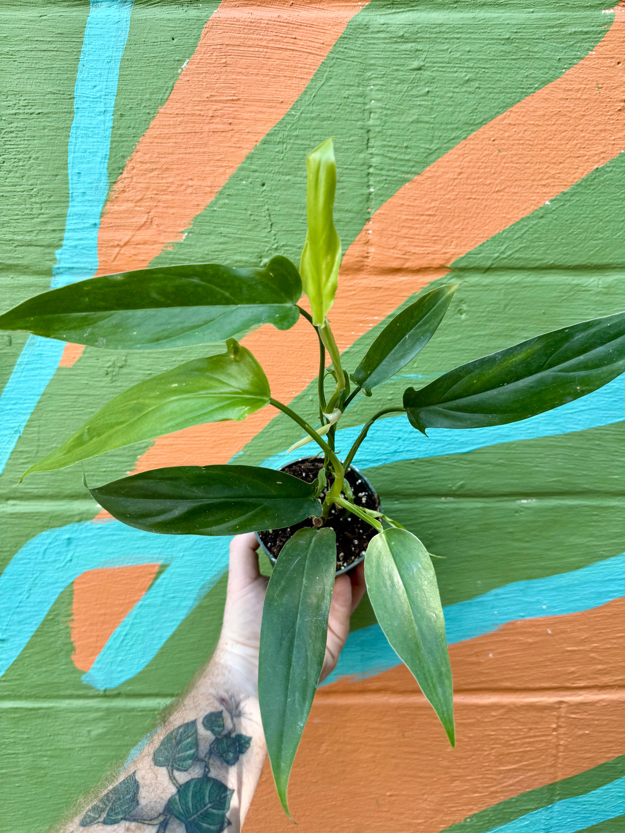 4” Philodendron tripartitum - Canopy Plant Co.