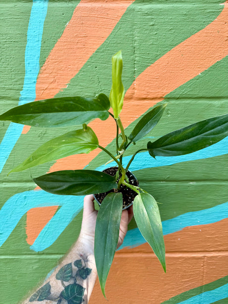 4” Philodendron tripartitum - Canopy Plant Co.