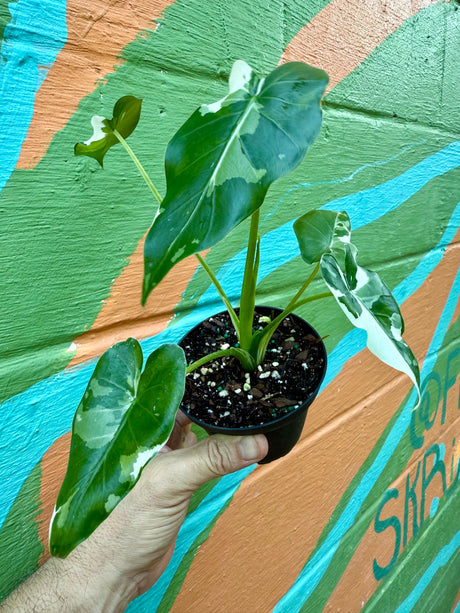 4” Alocasia odora 'Okinawa Silver'