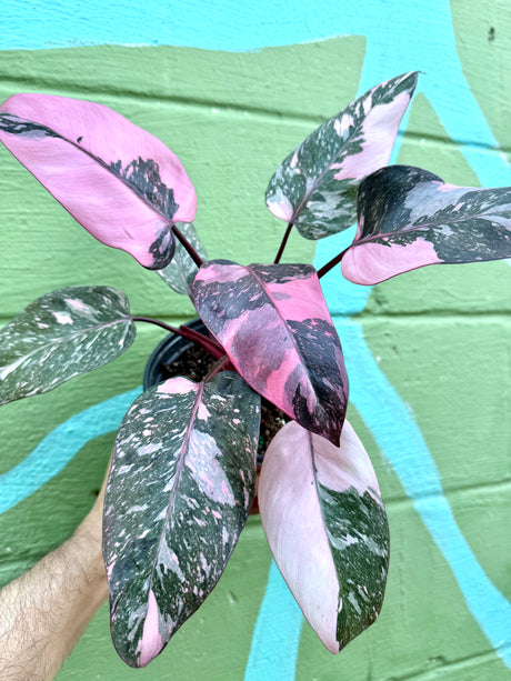 6” Philodendron 'Pink Princess' (Marble variegated)