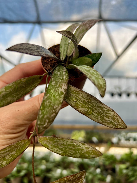 2" Hoya sigillatis