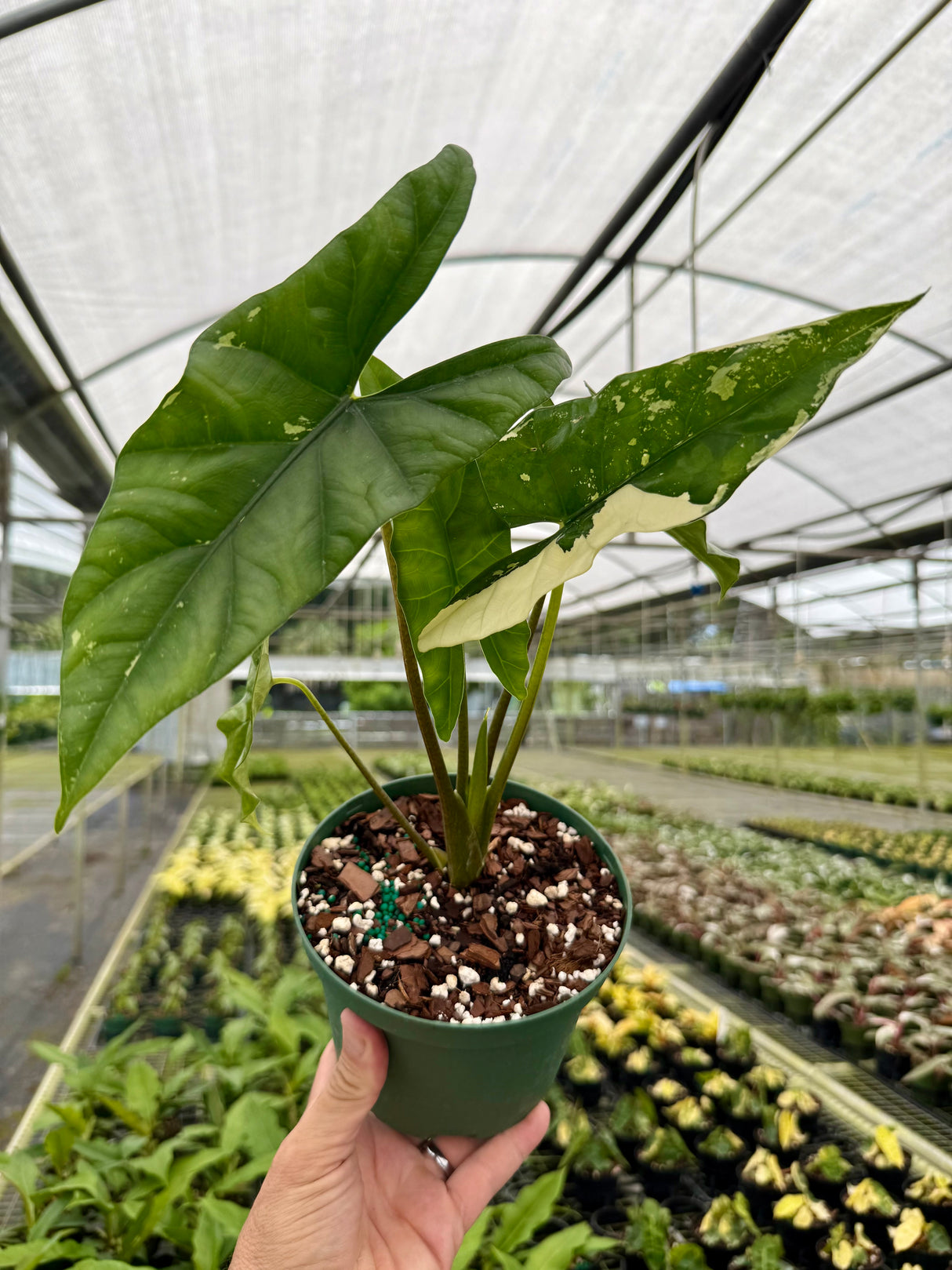 6" Alocasia 'Simpo' variegated