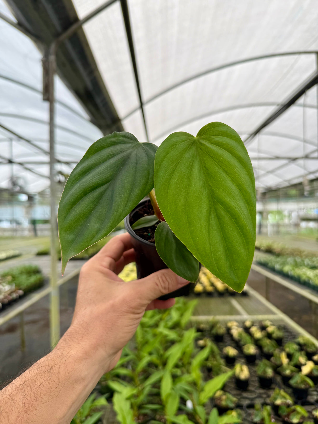 4” Philodendron sp. Colombia ‘El Guapo’