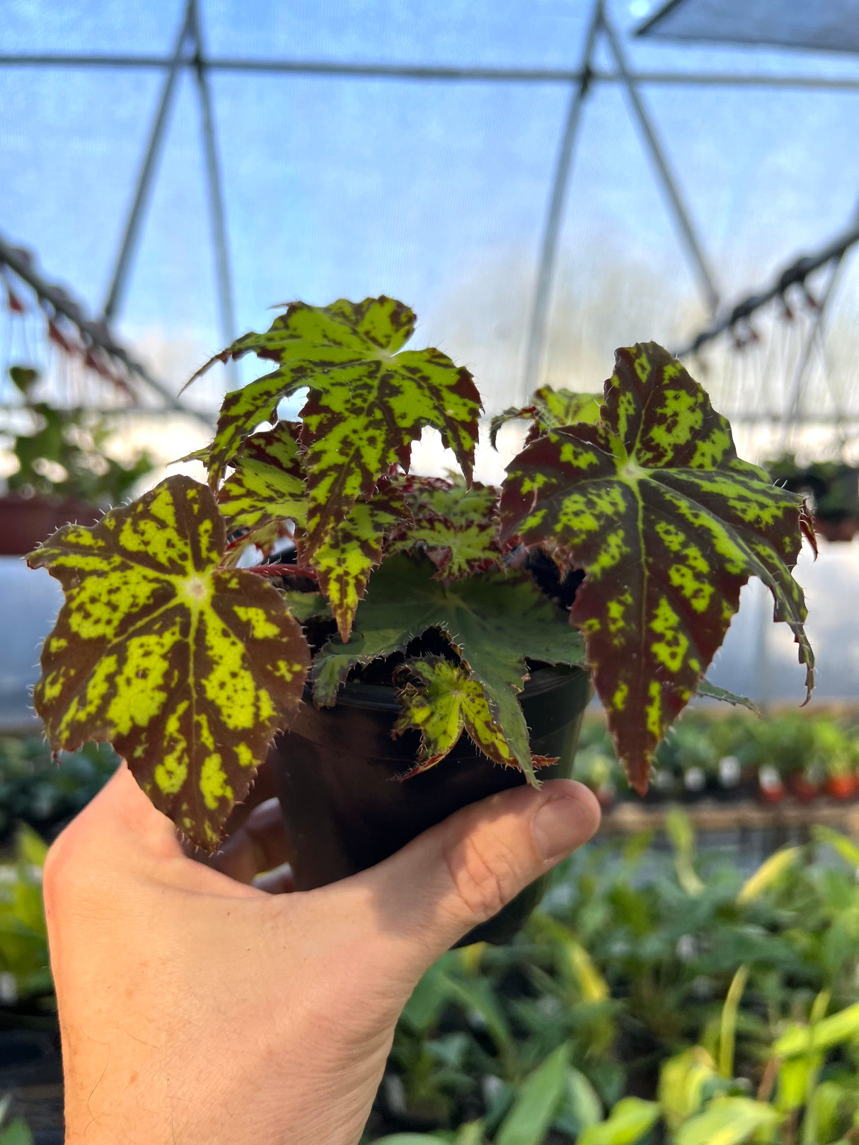 4" Begonia Geometry