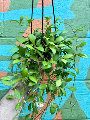 4" Hoya ‘Noona’ hanging basket - Canopy Plant Co.