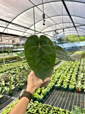 5" Anthurium 'Black Velvet' - Canopy Plant Co.