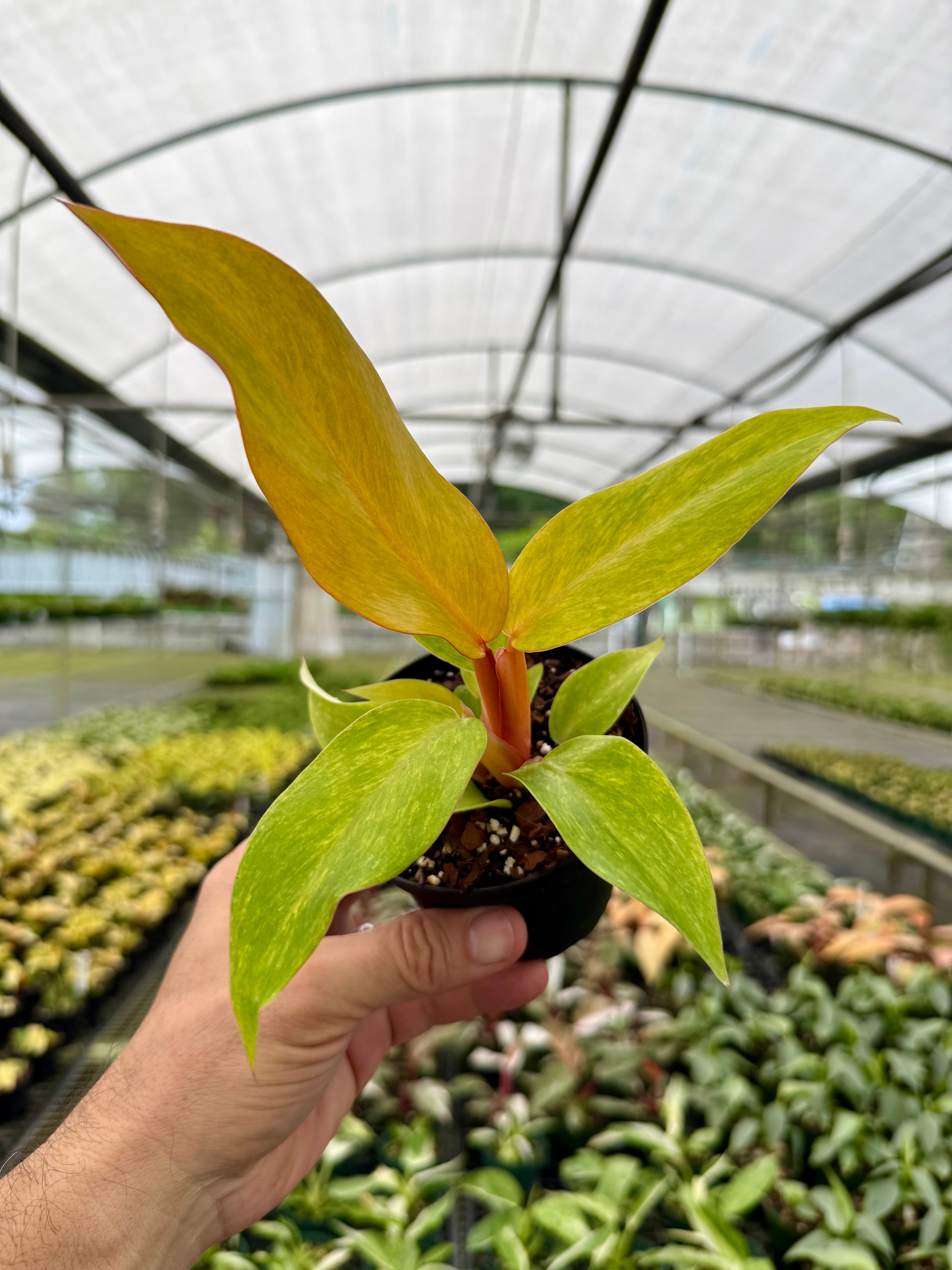 Canopy Plant Co. Philodendron
