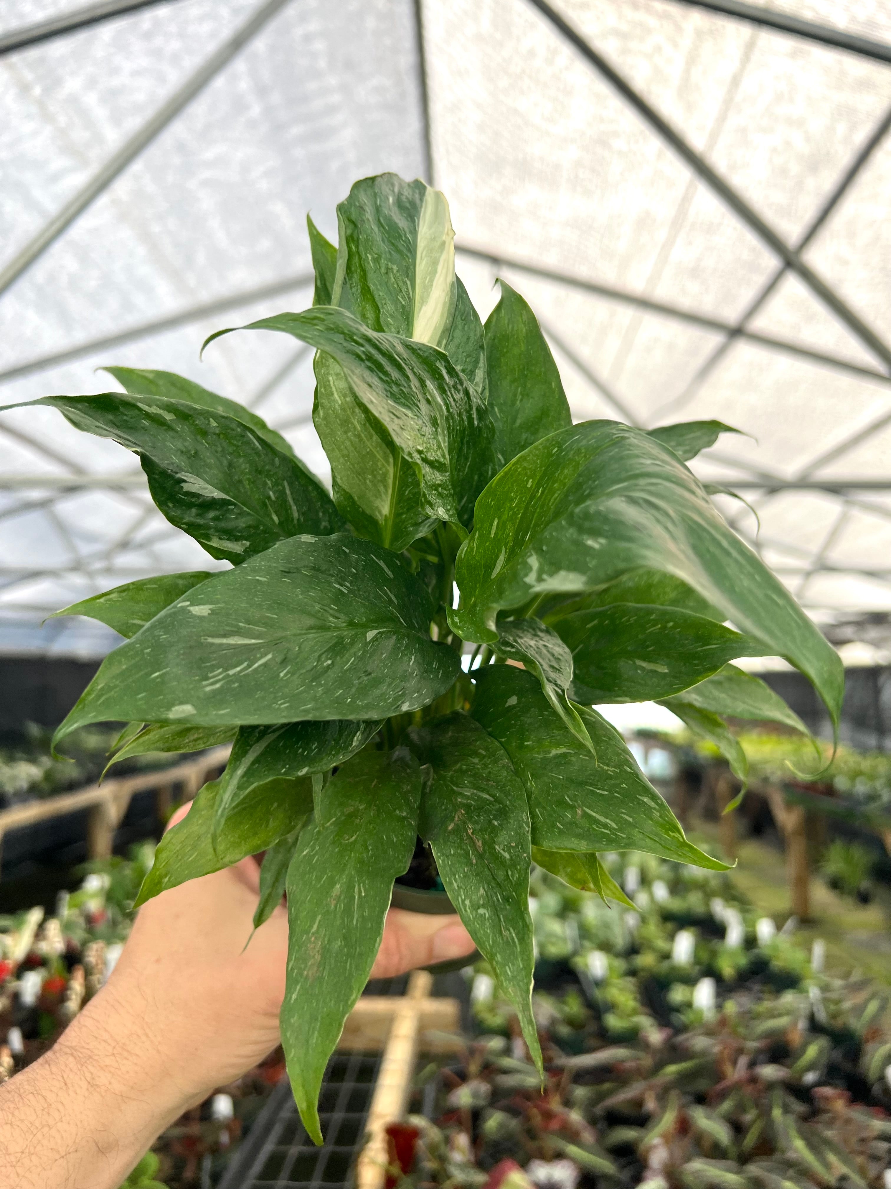 New Under $30 – Page 13 – Canopy Plant Co.