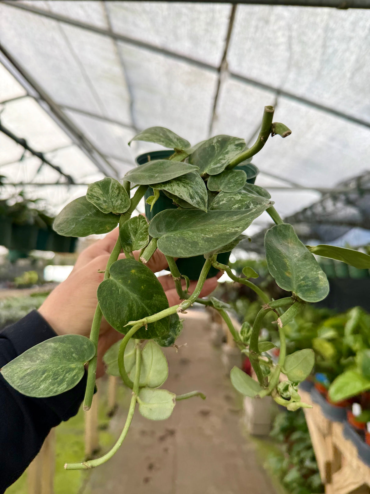 4" Rhaphidophora hayi variegated - Canopy Plant Co.