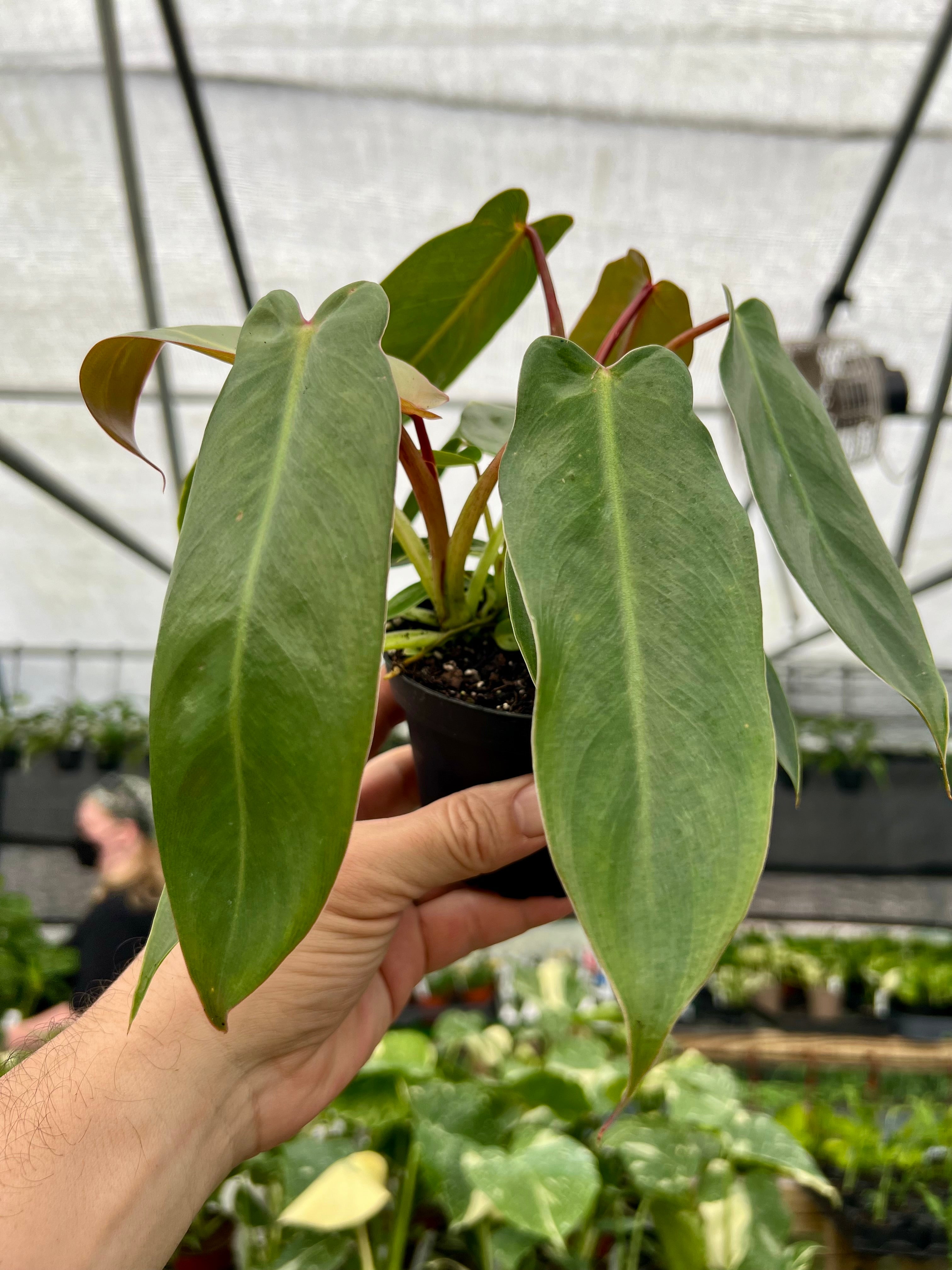 Philodendron “Spiritus sancti” スピリタスサンクチ Philodendron Spiritus Sancti – Planted.