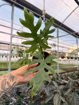 4" Alocasia brancifolia