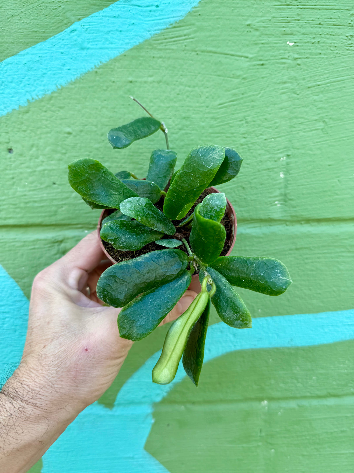 4” Hoya rotundiflora