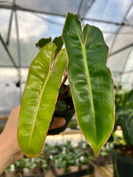 4" Philodendron billietiae