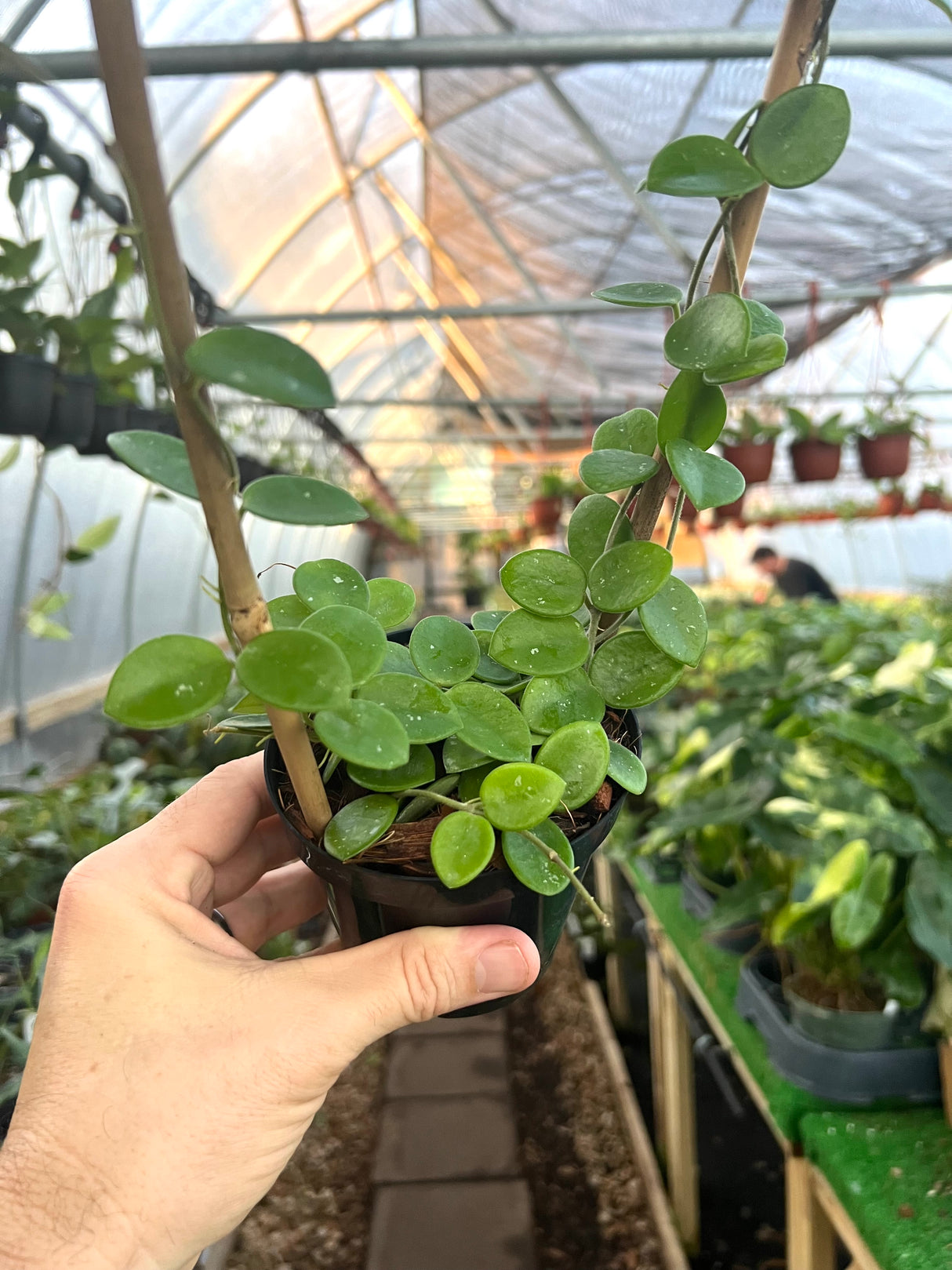 4" Hoya Mathilde w/ trellis