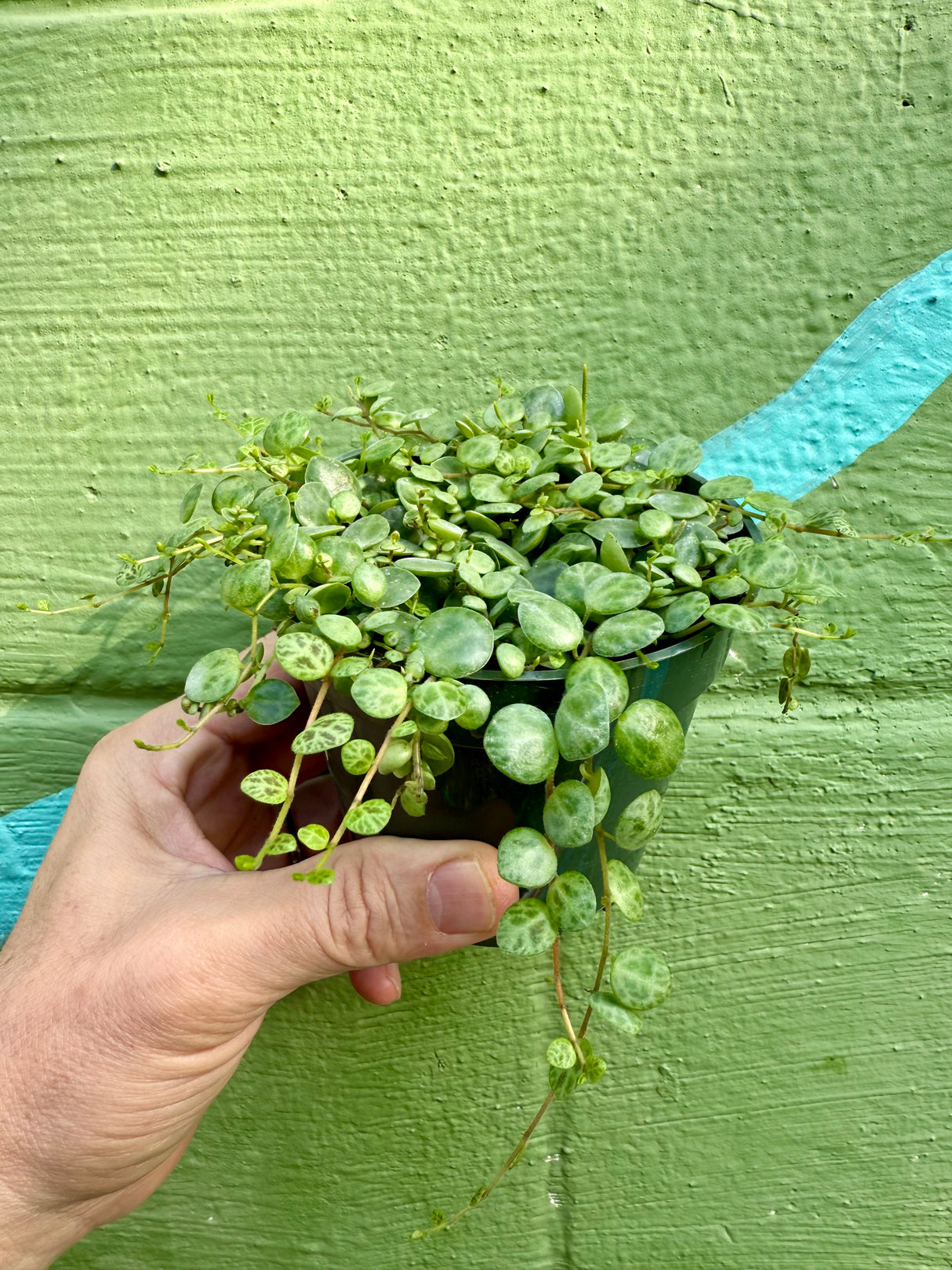 4” Peperomia 'String of Turtles'